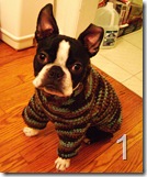 Iggy’s Dog Sweater Pattern/Tutorial a crochet