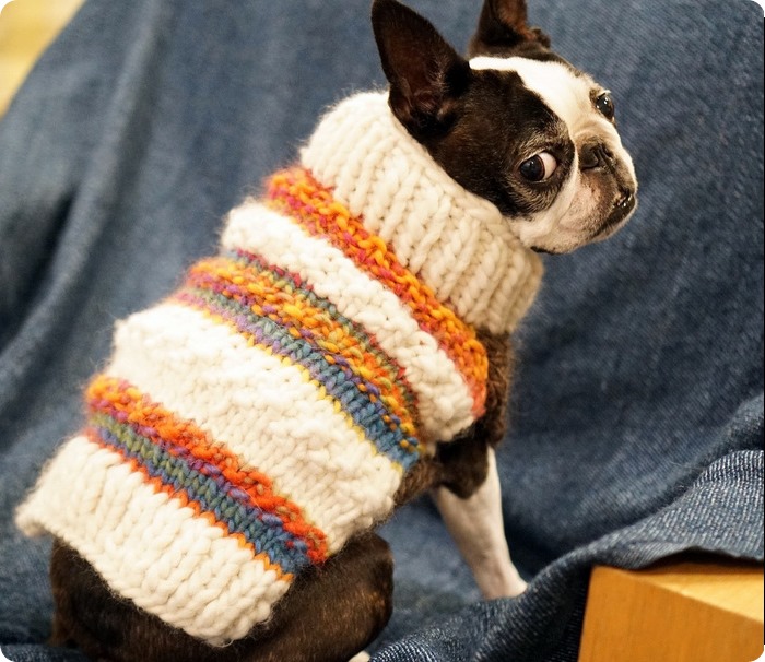 scuola di maglia come realizzare un cappottino per cani ai ferri,